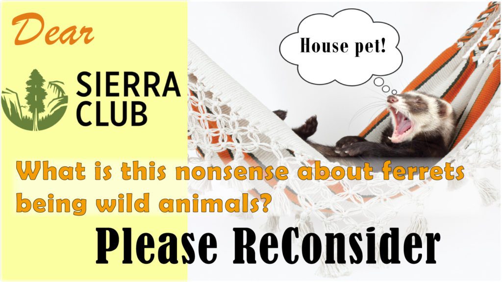 A request to the Sierra Club of California. Please reconsider your position. Domestic ferrets are not wild animals.