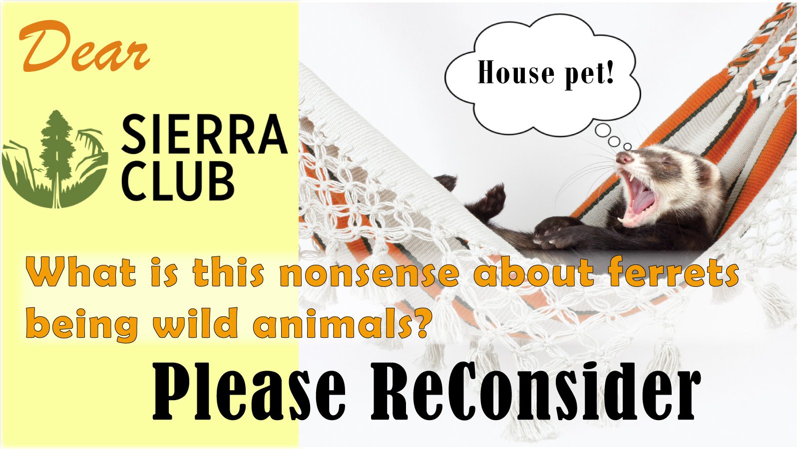 A request to the Sierra Club of California. Please reconsider your position. Domestic ferrets are not wild animals.