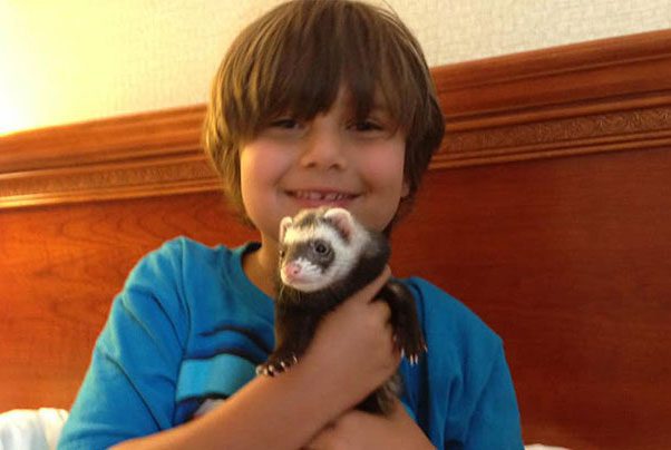 California's Ferret Legalization Battle: What You Need to Know ...