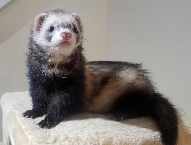 Astro handsome ferret