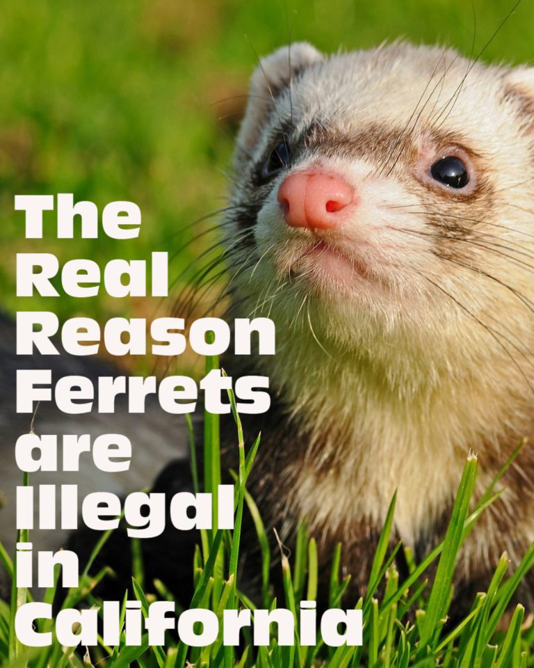 the real reason ferrets are illegal in California Legalize Ferrets