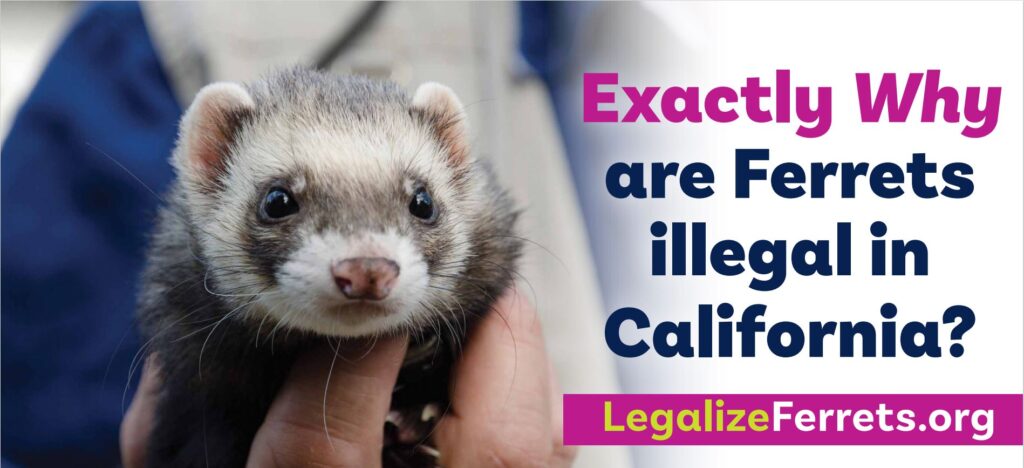 Why Exactly Are Ferrets Illegal in California?