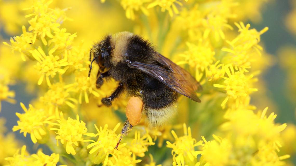 When is a bumblee bee a fish?