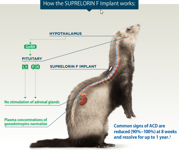 Desloralen implant for ferrets