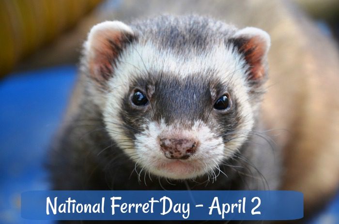 Our comments on National Ferret Day