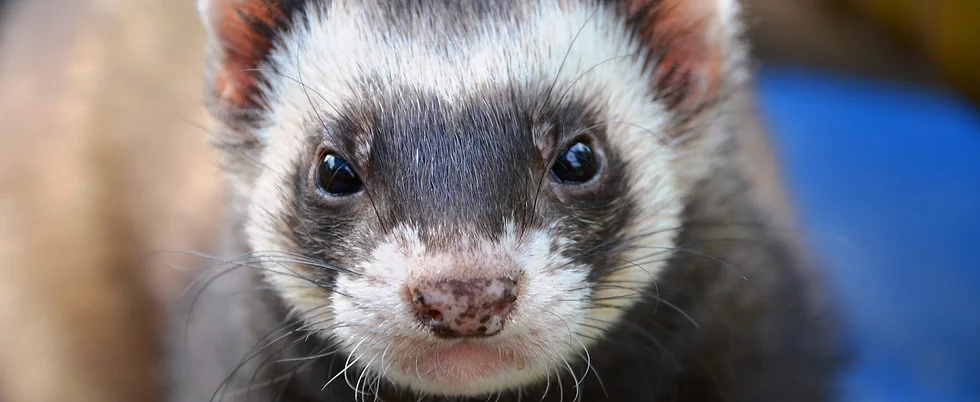 CAWC treats ferrets