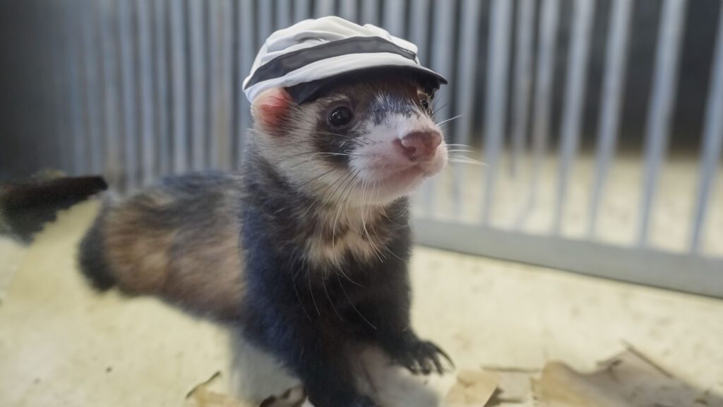 Astro in jail