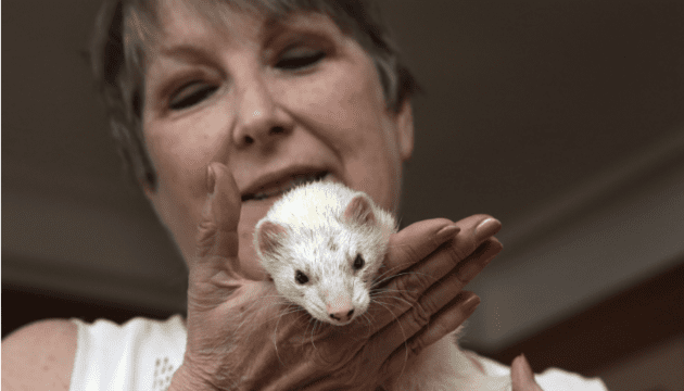 Woman holding a white domestic ferret gently in her hands.