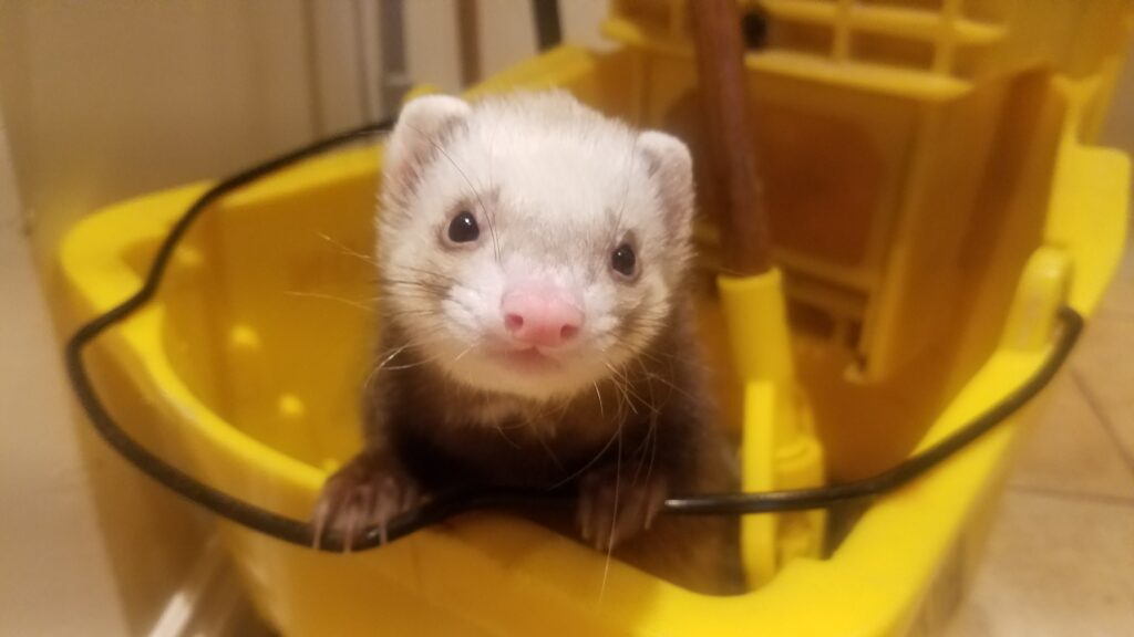 Fish and Game's own study says ferrets not a threat