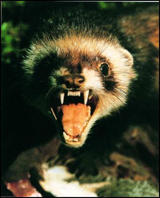 Aggressive-looking ferret baring teeth in exaggerated display