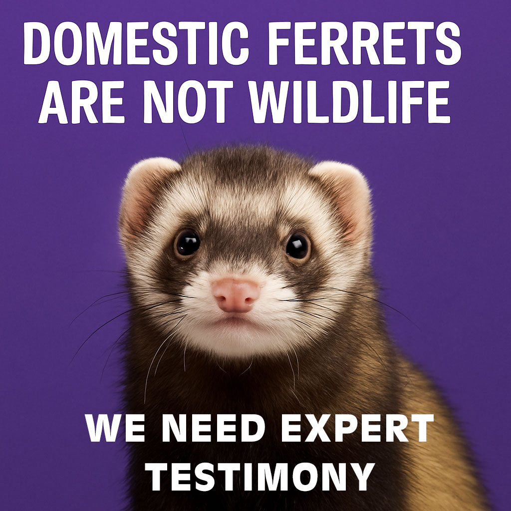 Close-up of a domestic ferret on a purple background with the text “Domestic Ferrets Are Not Wildlife – We Need Expert Testimony.