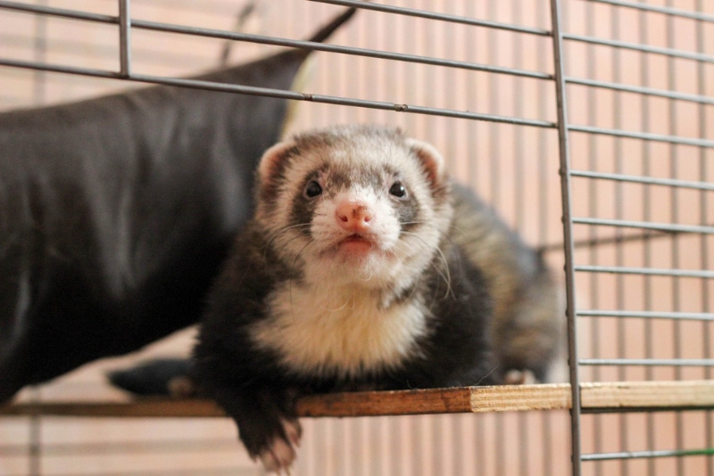 Domestic ferret resting on a wooden perch inside a cage, looking curiously at the camera.