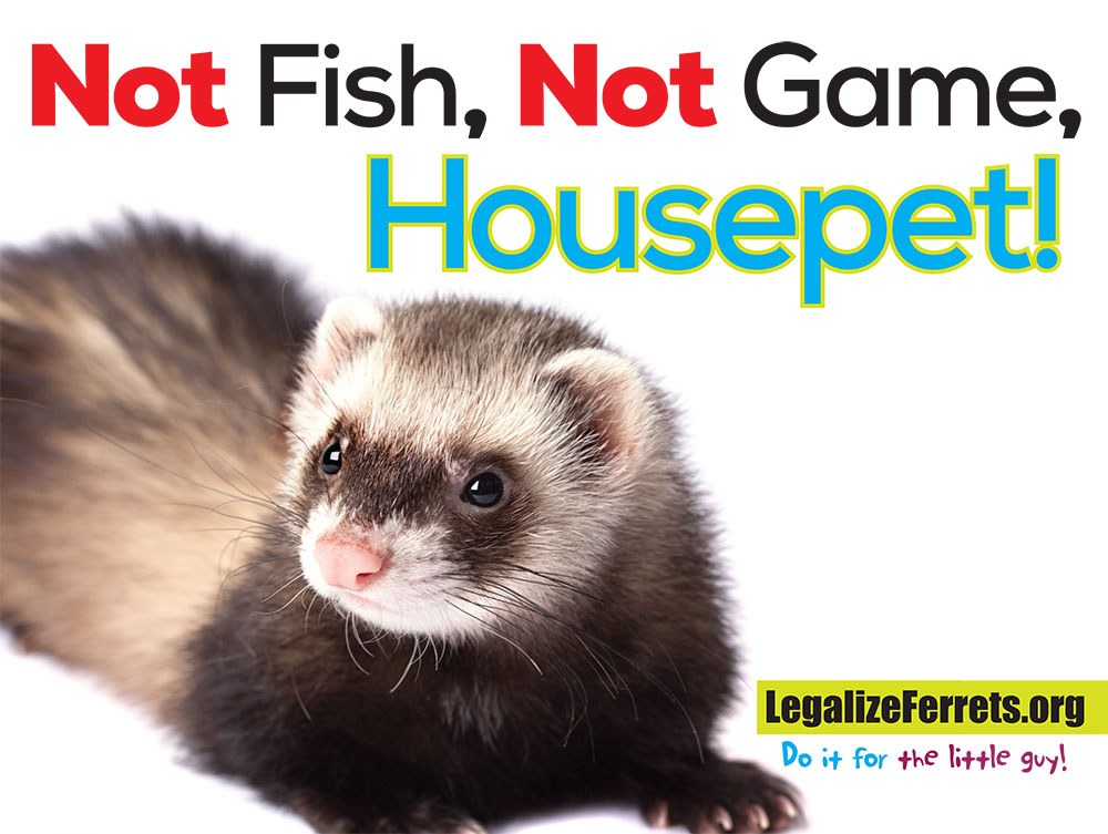 Ferret lying on a white background with the slogan “Not Fish, Not Game, Housepet!” promoting ferret legalization in California.