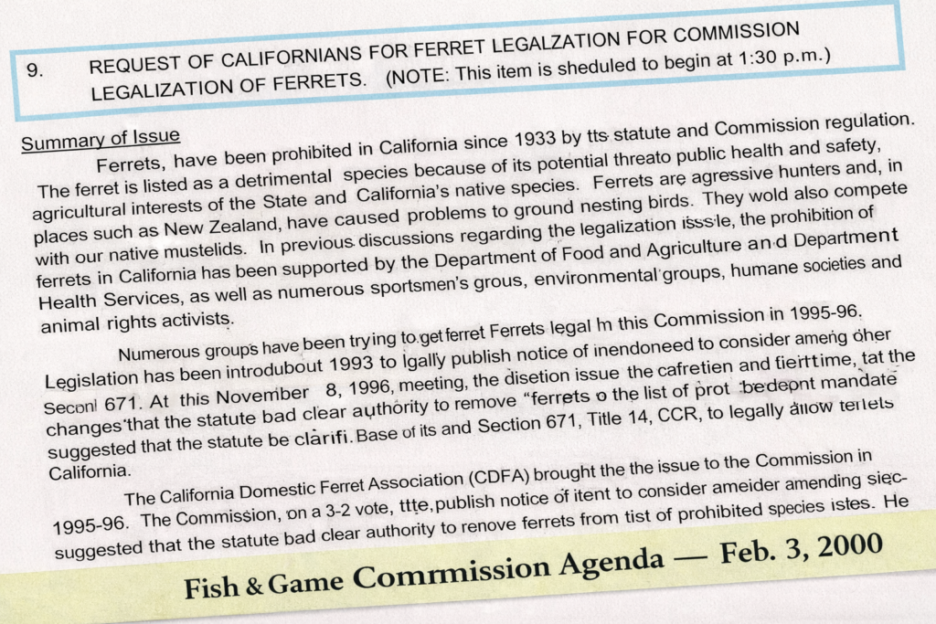 February 3, 2000 Fish and Game Commission agenda item requesting consideration of ferret legalization.