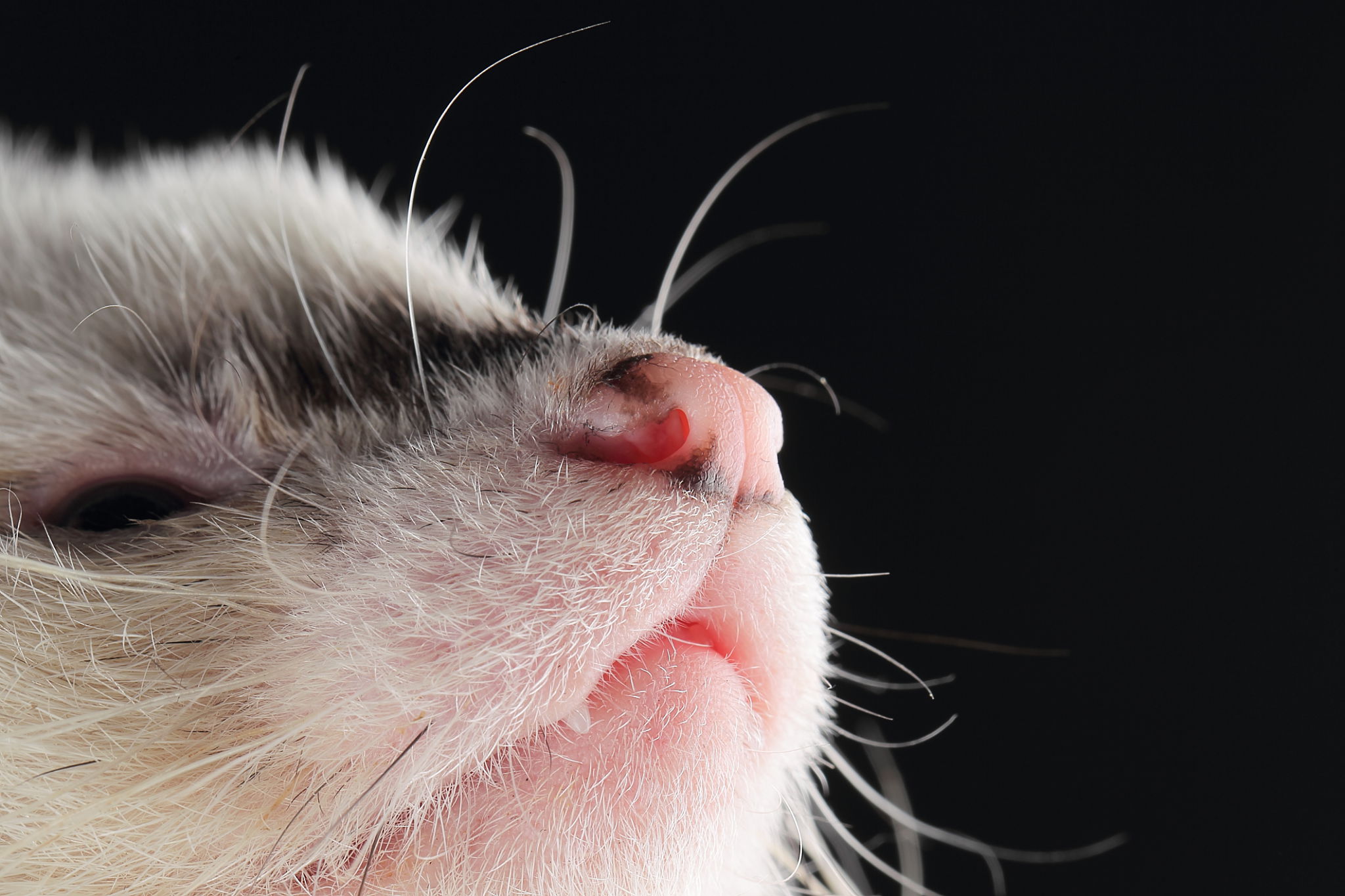 Close-up profile of a domestic ferret’s face against a dark background, showing whiskers, nose, and muzzle in sharp detail.